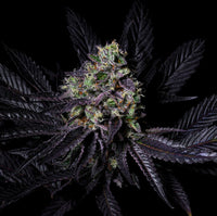 Lähikuva Pure Instinton Diamond Dust -siemenistä, jotka edustavat huolellista genetiikan jalostusta ja ensiluokkaista laatua.