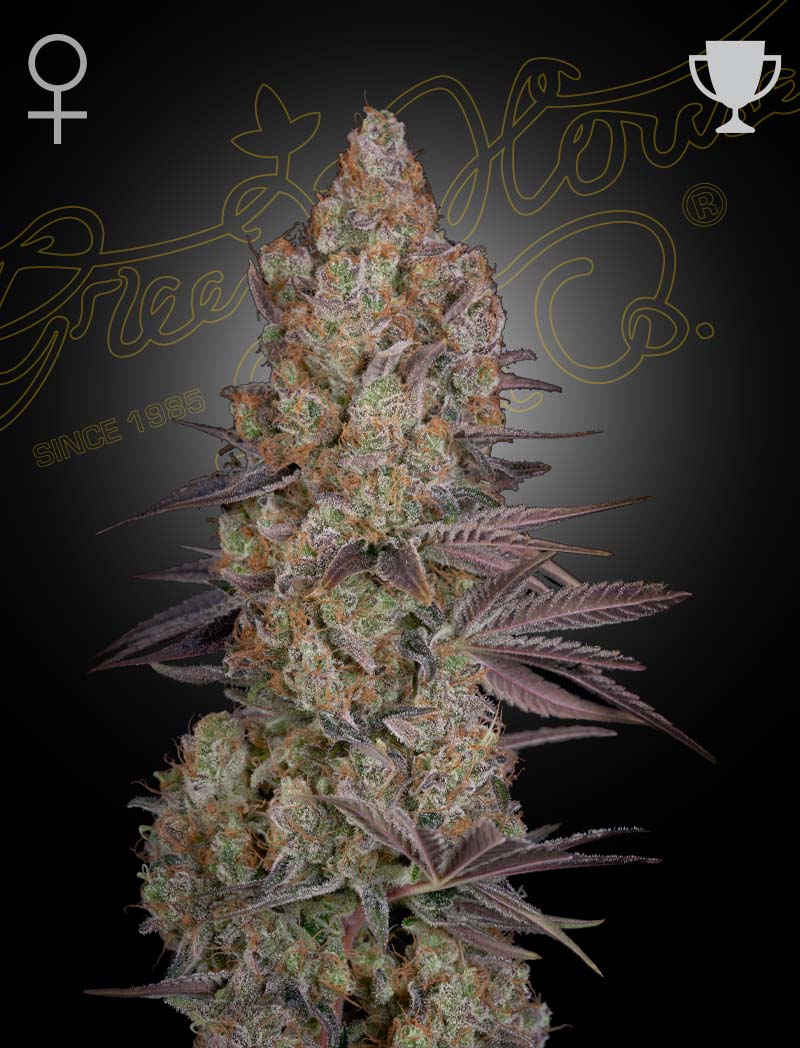 Exodus Cheese (Green House Seed Co.) 3kpl - Kaninkolo - Photoperiod FEM
