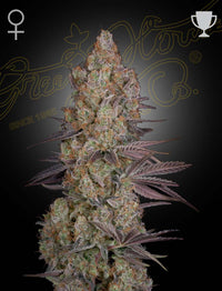 Exodus Cheese (Green House Seed Co.) 3kpl - Kaninkolo - Photoperiod FEM