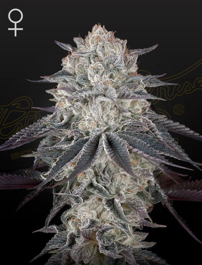 Franco's Fullgas! (Green House Seed co.) 3kpl - Kaninkolo - Photoperiod FEM