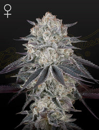 Franco's Fullgas! (Green House Seed co.) 3kpl - Kaninkolo - Photoperiod FEM