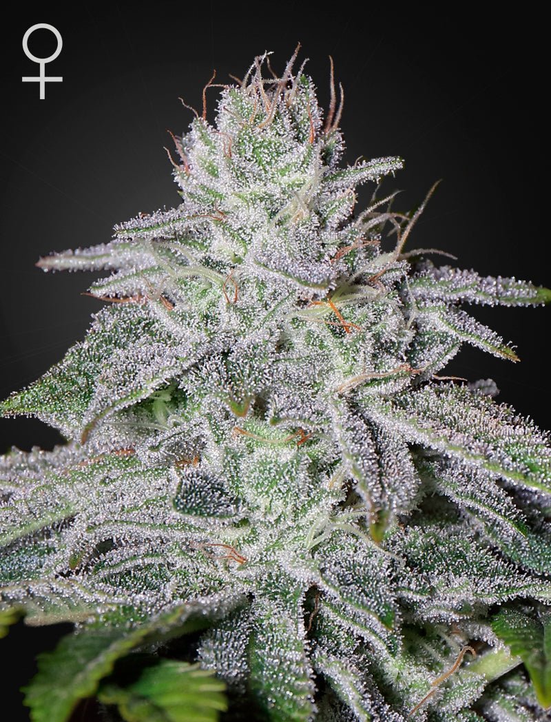 Franco's Lemon Cheese (Green House Seed Co.) 3kpl - Kaninkolo - Photoperiod FEM