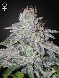 Franco's Lemon Cheese (Green House Seed Co.) 3kpl - Kaninkolo - Photoperiod FEM