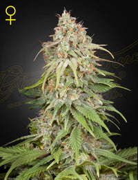 GH Amnesia (Green House Seed co.) 3kpl - Kaninkolo - Photoperiod FEM