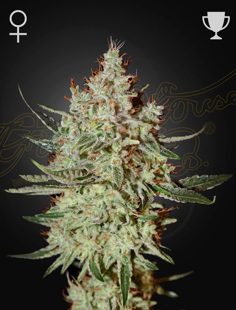 GH Cheese (Green House Seed Co.) 3kpl - Kaninkolo - Photoperiod FEM