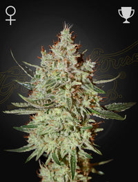 GH Cheese (Green House Seed Co.) 3kpl - Kaninkolo - Photoperiod FEM