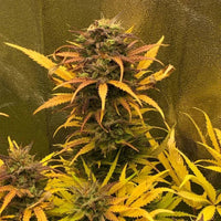 Kuva Girls Scout Kush Autoflower -siemenistä Pure Instinton pakkauksessa, korostettu laadukkaalla genetiikalla ja kukalla.