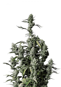 Zkittlez x Gorilla Autoflower FEM