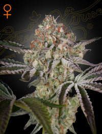 Great White Shark (Green House Seed Co.) 3kpl - Kaninkolo - Photoperiod FEM
