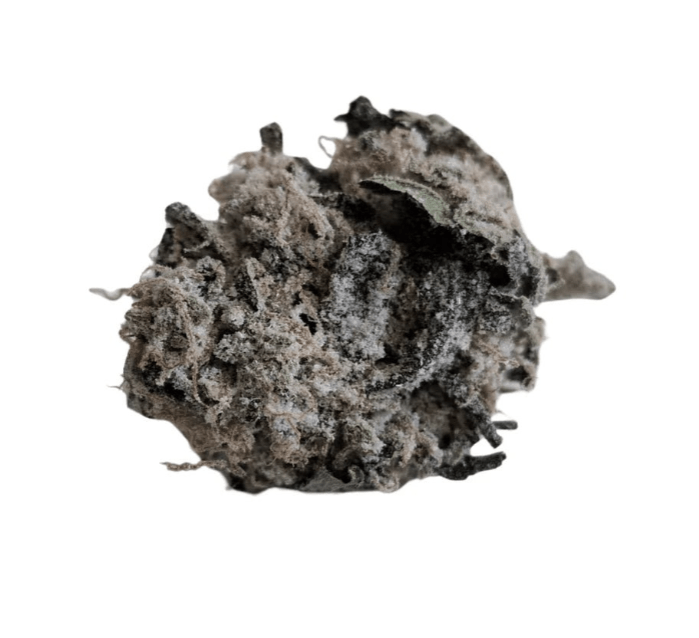 Hampputuoksu Gelato CBG - Kukinto THC 0% Luonnolliset terpeenit + CBD 34% - Kaninkolo - 