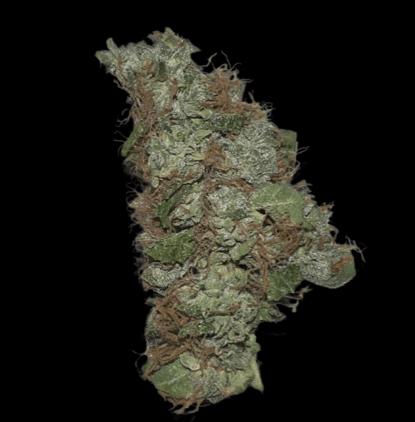 Hampputuoksu Gelato CBG - Kukinto THC 0% Luonnolliset terpeenit - Kaninkolo - 