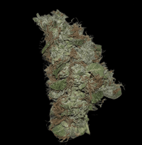 Hampputuoksu Gelato CBG - Kukinto THC 0% Luonnolliset terpeenit - Kaninkolo - 
