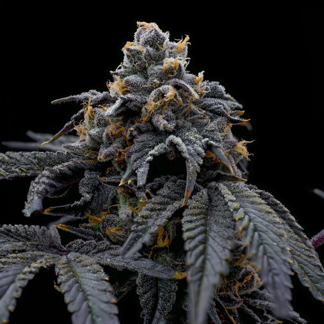 Han Solo Burger (Pure Instinto) - Kaninkolo - Suomalainen CBD - kauppa - Photoperiod FEM