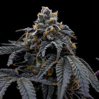 Han Solo Burger (Pure Instinto) - Kaninkolo - Suomalainen CBD - kauppa - Photoperiod FEM