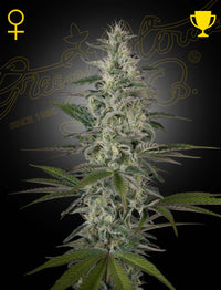 Hawaiian Snow (Green House Seed Co.) 3kpl - Kaninkolo - Photoperiod FEM