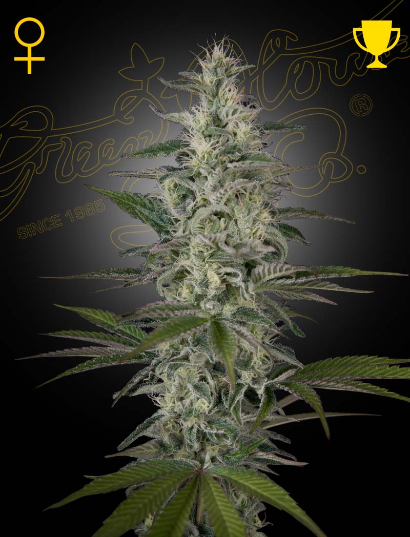 Hawaiian Snow (Green House Seed Co.) 3kpl - Kaninkolo - Suomalainen CBD - kauppa - Photoperiod FEM