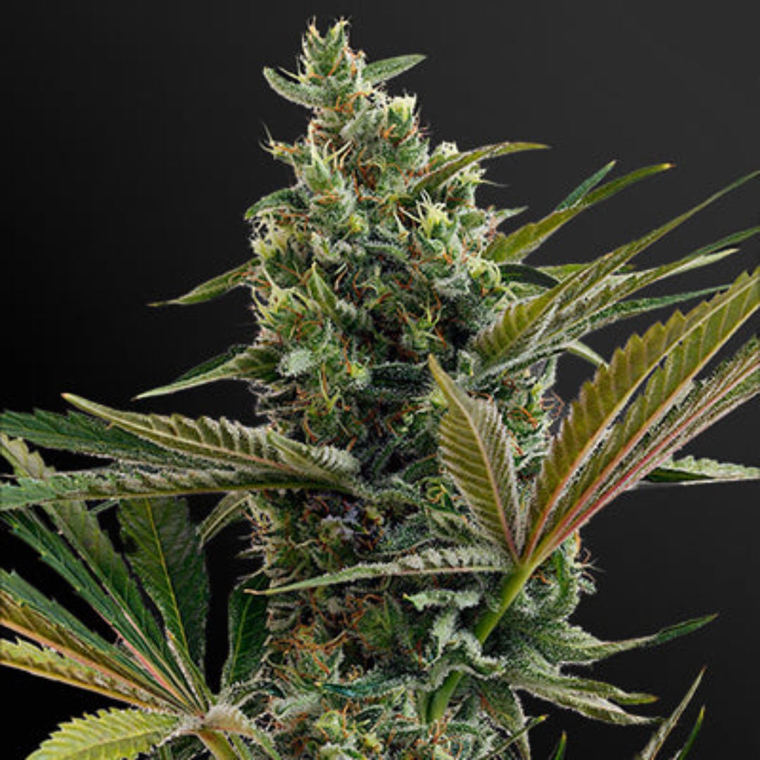 Haze autoflower - Kaninkolo - AutoFlower FEM
