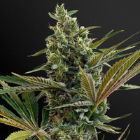 Haze autoflower - Kaninkolo - AutoFlower FEM