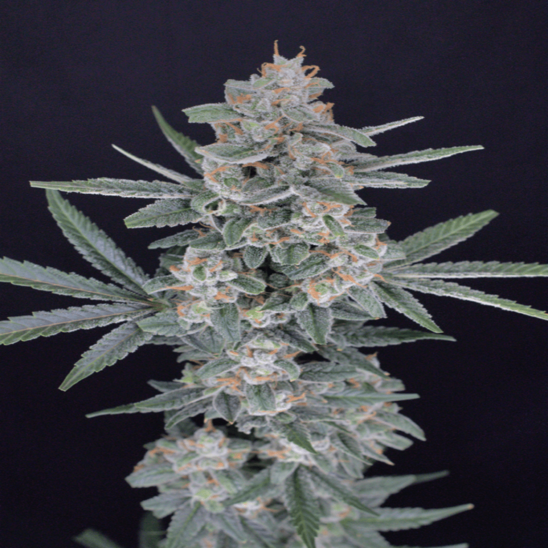 HB Dunkin’z Pure Instinto (Pure Instinto) - Kaninkolo - Suomalainen CBD - kauppa - Photoperiod FEM