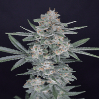 HB Dunkin’z Pure Instinto (Pure Instinto) - Kaninkolo - Suomalainen CBD - kauppa - Photoperiod FEM