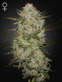 Highcloudz (Green House Seed co.) 3kpl - Kaninkolo - Suomalainen CBD - kauppa - Photoperiod FEM