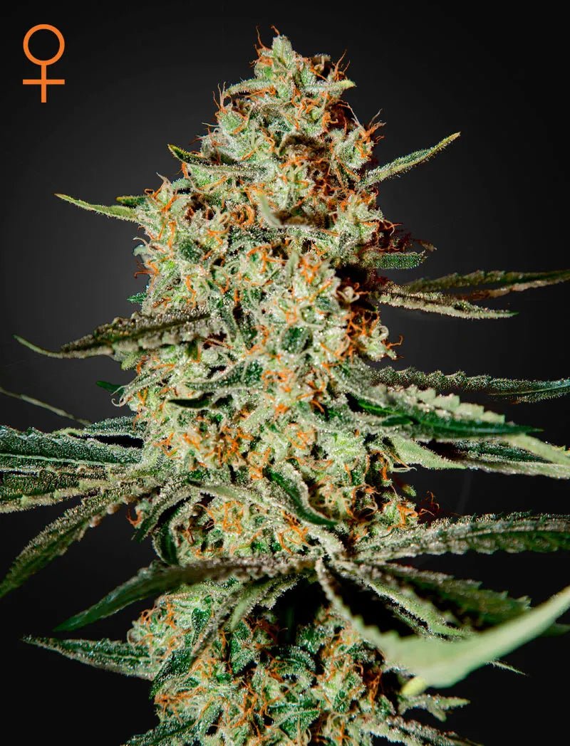 Himalaya Gold (Green House Seed Co.) 3kpl - Kaninkolo - Photoperiod FEM
