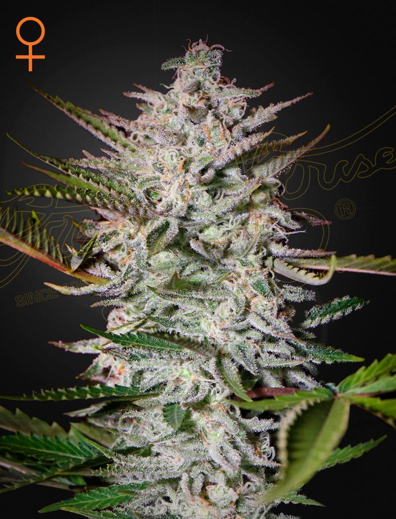 Holy Punch (Green House Seed Co.) 3kpl - Kaninkolo - Photoperiod FEM
