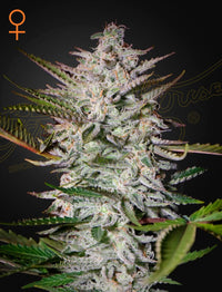 Holy Punch (Green House Seed Co.) 3kpl - Kaninkolo - Photoperiod FEM