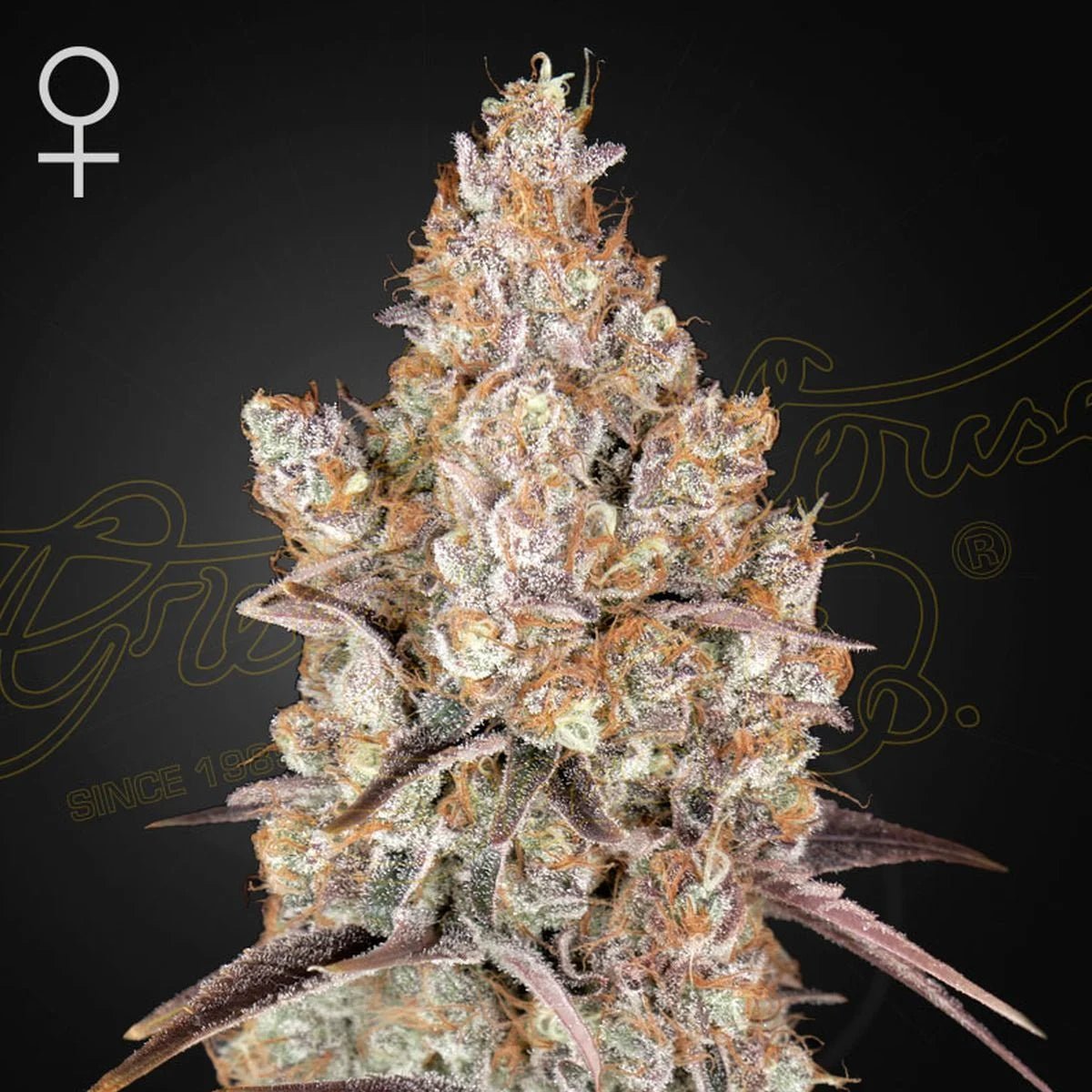 Holy Snow (Green House Seed co.) 3kpl - Kaninkolo - Photoperiod FEM