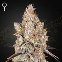 Holy Snow (Green House Seed co.) 3kpl - Kaninkolo - Photoperiod FEM