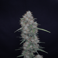 Honeyed Cream Dream - USA Line (Pure Instinto) - Kaninkolo - Photoperiod FEM