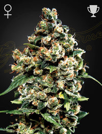 Jack Herer (Green House Seed Co.) 3kpl - Kaninkolo - Photoperiod FEM