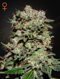 Kalashnikova (Green House Seed Co.) 3kpl - Kaninkolo - Photoperiod FEM