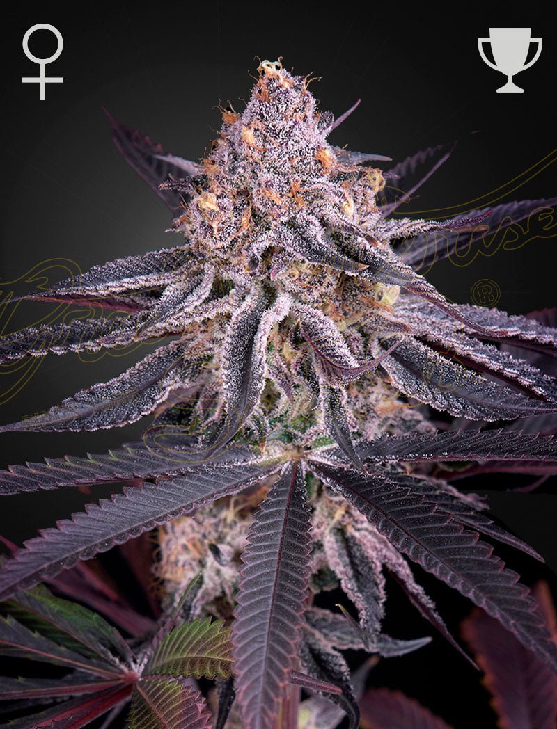 King's Juice (Green House Seed co.) 3kpl - Kaninkolo - Photoperiod FEM
