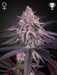 King's Juice (Green House Seed co.) 3kpl - Kaninkolo - Photoperiod FEM