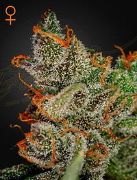 King's Kush (Green House Seed Co.) 3kpl - Kaninkolo - Photoperiod FEM