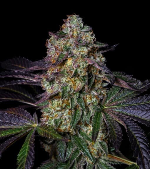 Kushmallow-kannabissiementen pakkaus, jossa Pure Instinto -logo ja tyylitelty kannabiskasvi, korostaen laadukasta genetiikkaa.