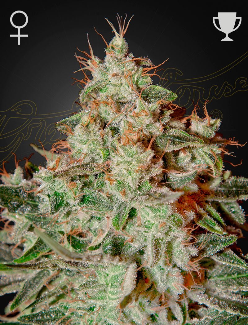 Lemon Skunk (Green House Seed Co.) 3kpl - Kaninkolo - Suomalainen CBD - kauppa - Photoperiod FEM