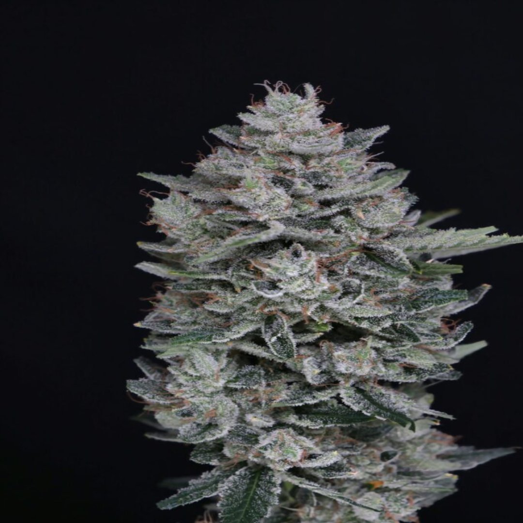 MAC² Autoflower - USA Line (Pure Instinto) - Kaninkolo - AutoFlower FEM