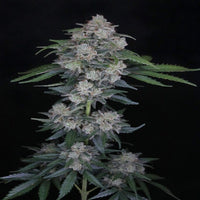 Mak OG Autoflower Pure Instinto -siemenpaketti tyylikkäässä pakkauksessa Pure Instinto -logolla ja Mak OG -nimellä