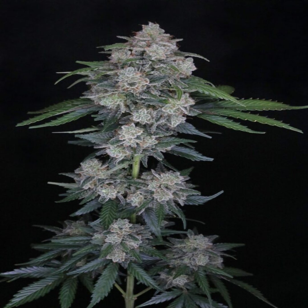 Mak OG Autoflower - USA Line (Pure Instinto) - Kaninkolo - AutoFlower FEM