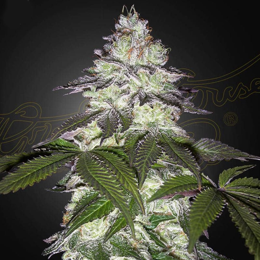 Milky Dreams (Green House Seed co.) 3kpl - Kaninkolo - Photoperiod FEM