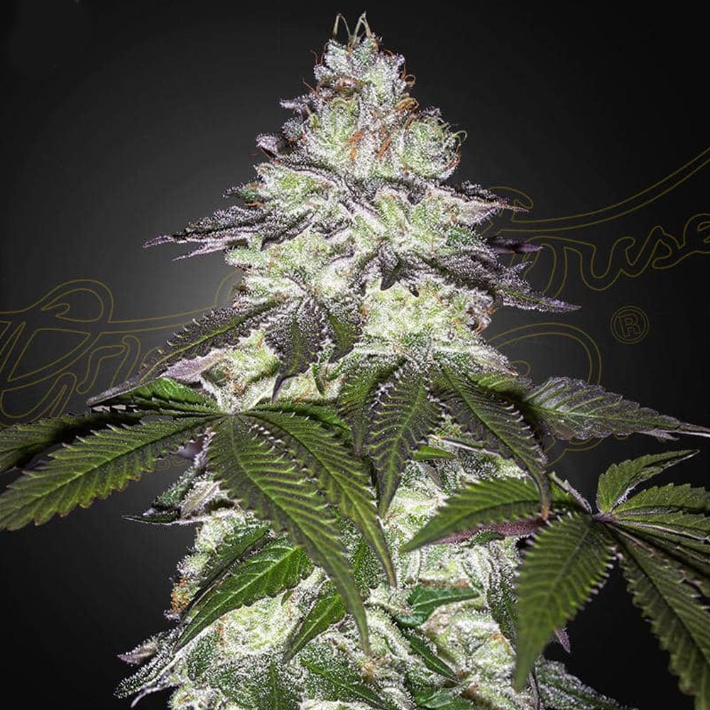 Milky Dreams Green House Seed co. feminiiniset kannabiksen siemenet keräilypakkauksessa