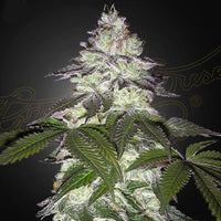 Milky Dreams Green House Seed co. feminiiniset kannabiksen siemenet keräilypakkauksessa