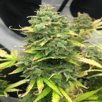 Mimosa Cake Autoflower (Pure Instinto) - Kaninkolo - AutoFlower FEM