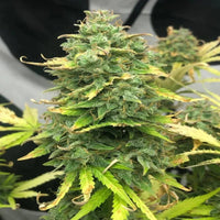 Mimosa Cake Autoflower (Pure Instinto) - Kaninkolo - Suomalainen CBD - kauppa - AutoFlower FEM