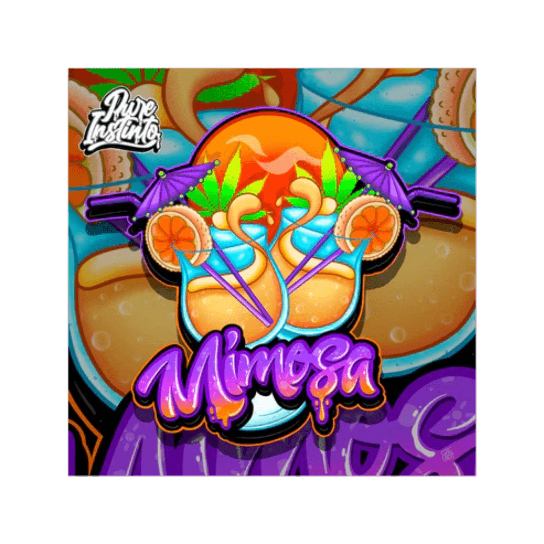 Kuva Mimosa Pure Instinto -siemenistä ja lajille tyypillisistä, oranssisävyisistä kukinnosta, symboloiden korkealaatuista genetiikkaa.