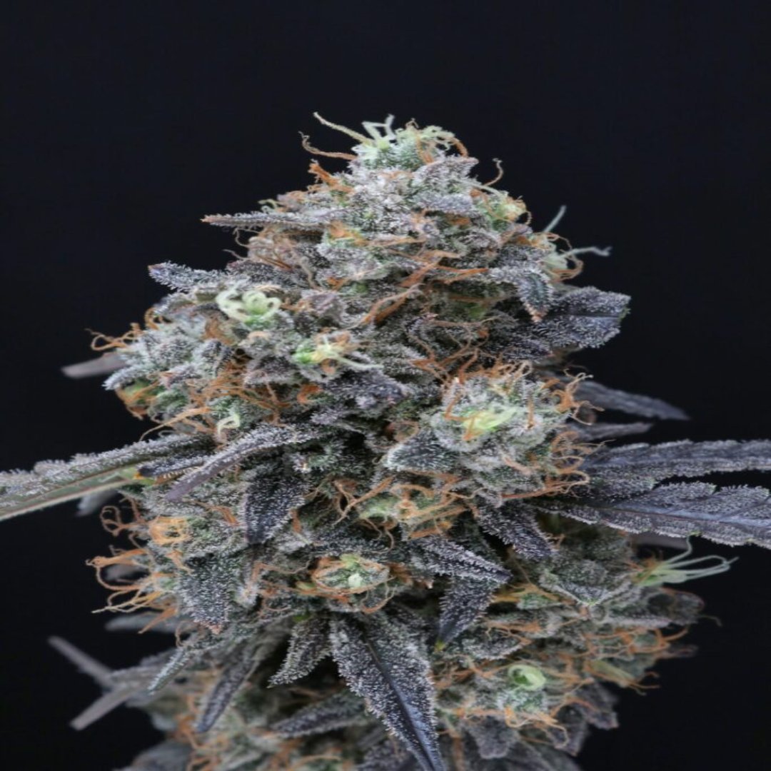 Minty Grape Kush - USA Line (Pure Instinto) - Kaninkolo - Photoperiod FEM
