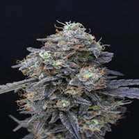 Minty Grape Kush - USA Line (Pure Instinto) - Kaninkolo - Photoperiod FEM