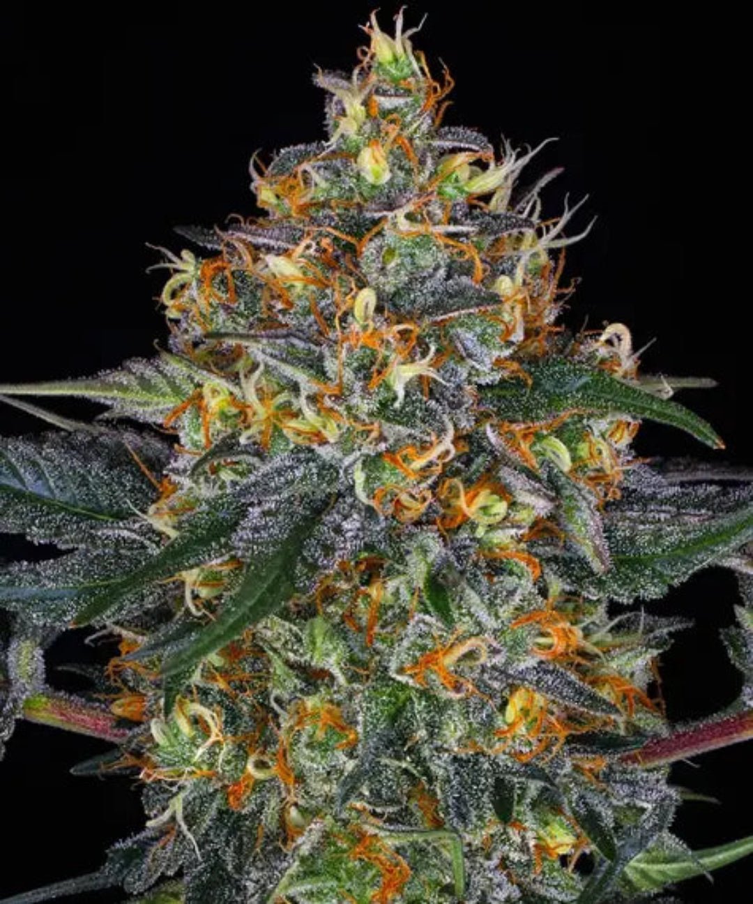 Moby Dick - Kaninkolo - Photoperiod FEM